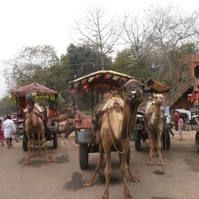 Camel Taxi