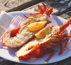 Kaikoura Crayfish