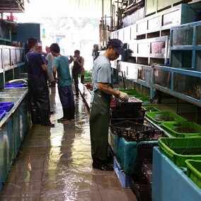 Getting my live fish