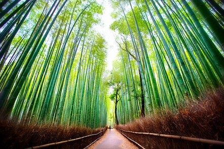 Arashiyama Bamboo Grove
