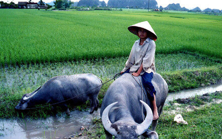 Feeding the livestock