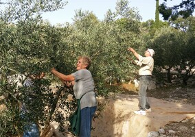Olive harvest in Typanj
