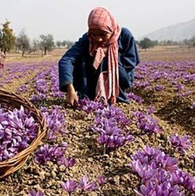 Hand picking saffron