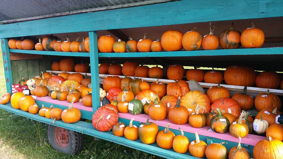 Local pumpkin sale