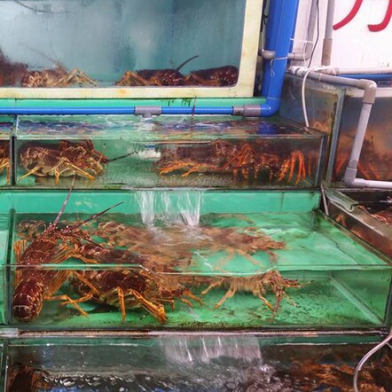 Live lobster