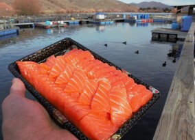 Mount Cook farmed Salmon, Twizel