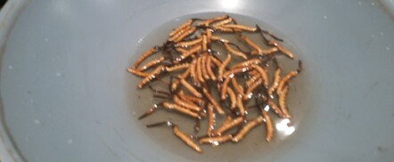 Cordyceps worth more than gold