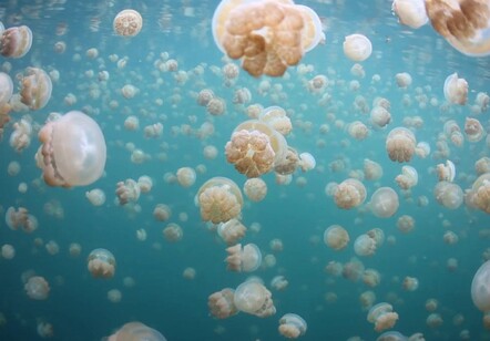 Over one million Jellyfish live in this lake