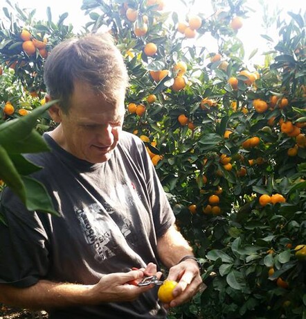 Mandarin harvest