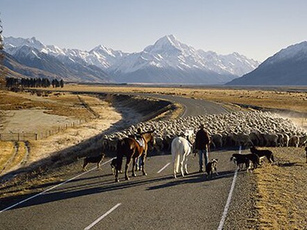 Sheep muster on road to Mount Aoraki