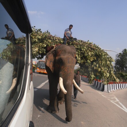 Friendly elephant