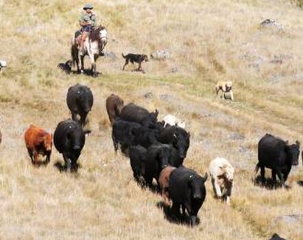 Nothing beats a day out mustering