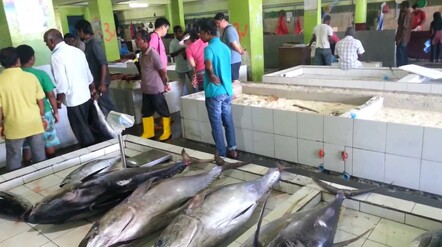 Fantastic tuna