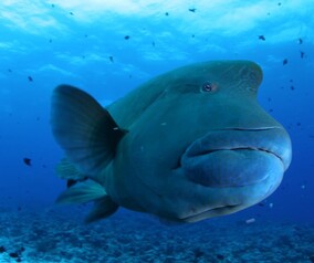 Keep swimming my freind as Chinese love to eat you