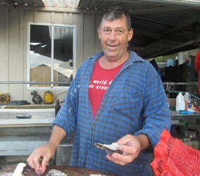 Fresh Rock Oysters