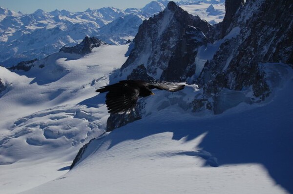 Where eagles dar, Mont Blanc