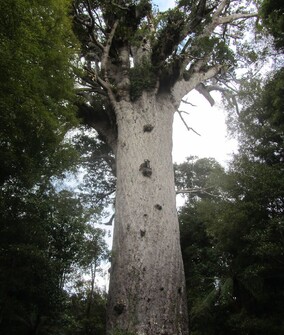 Tāne Mahuta, Kauri tree is 2,500 years old