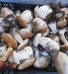 Porcini for lunch