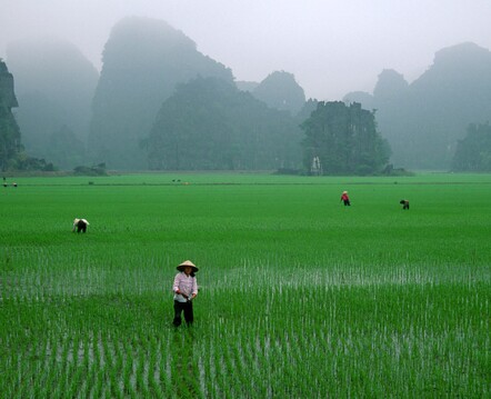Rice fields