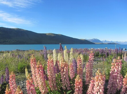 Lake Tekapo