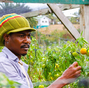Organic farming