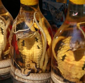 Snake for dinner?