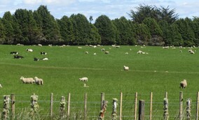 NZ has had up to 60 million sheep and 11 million cattle