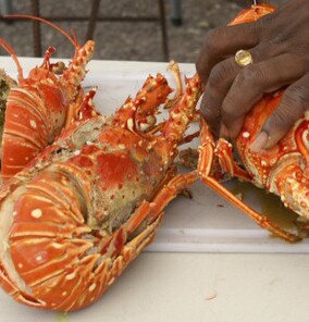 Caribbean Lobster is sweet
