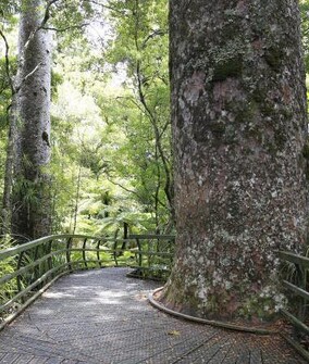 Kauri Forest