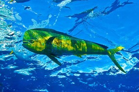 Mahi Mahi; beautiful but delicious