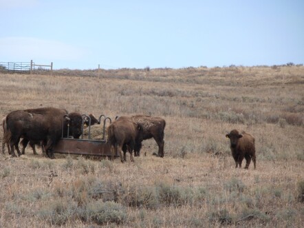 American Bison