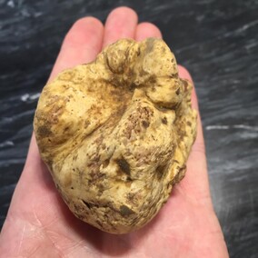 White Truffle